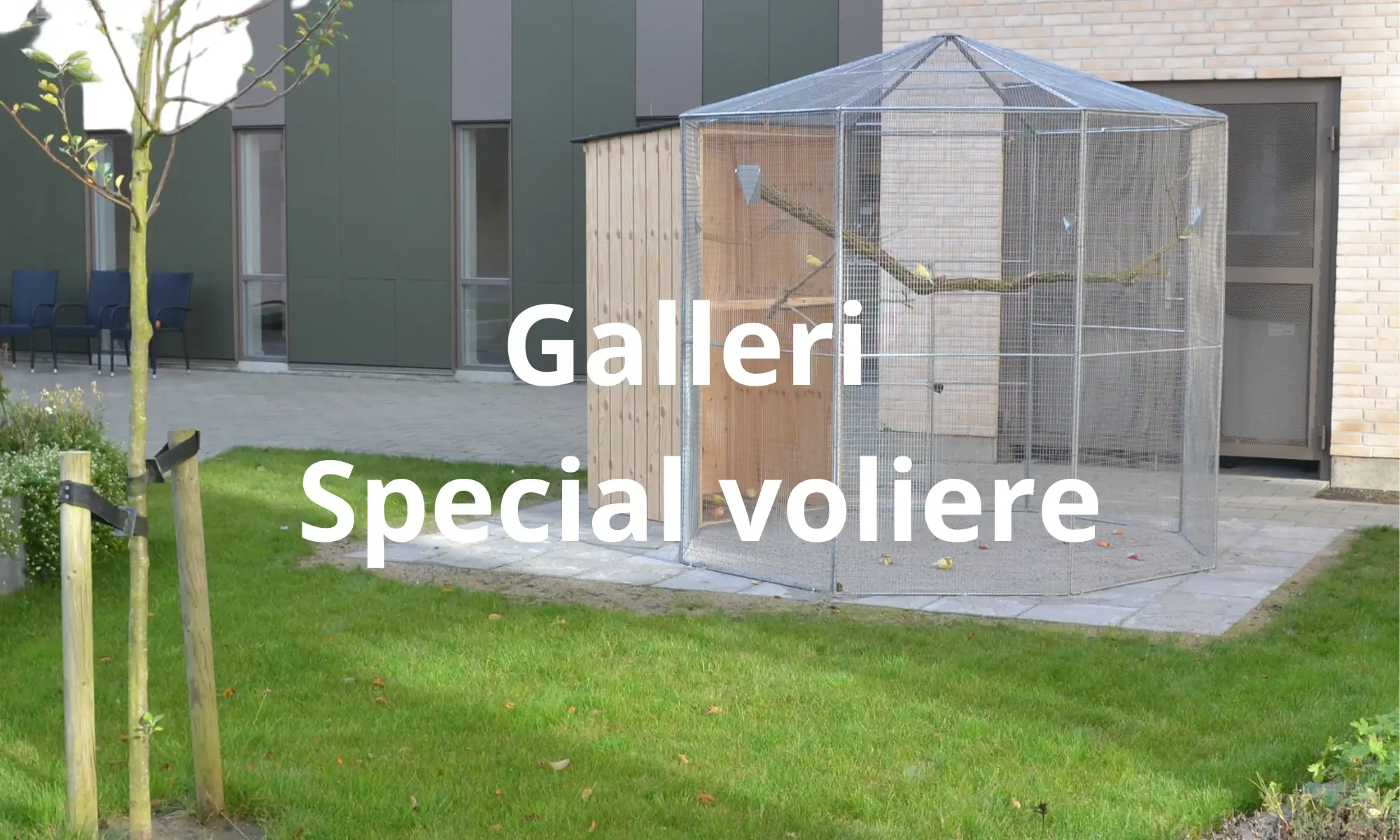 Galleri Voliere | Randers Volieren