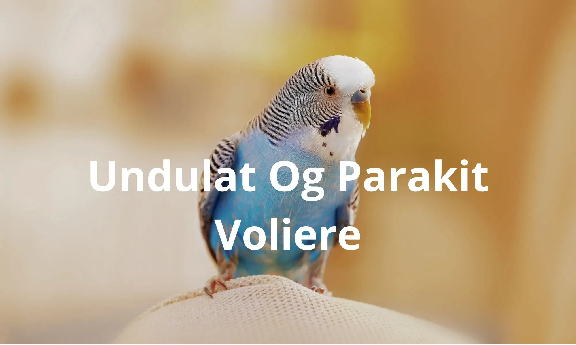 Undulat Og Parakit<br />
Voliere